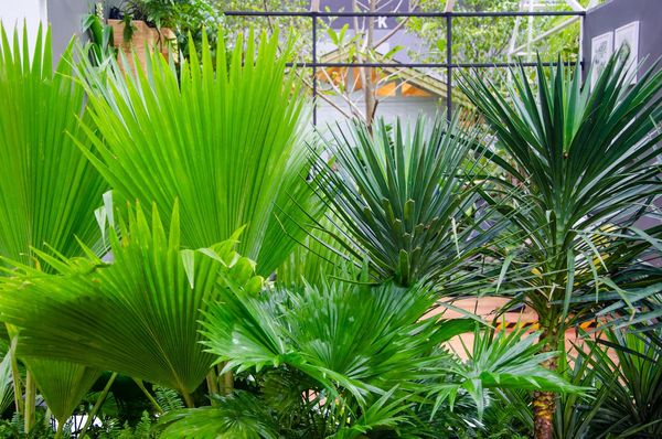 Les meilleurs palmiers d'intérieur pour décorer sa maison ou son  appartement