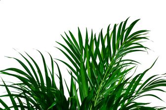 Les 5 plus beaux palmiers d'intérieur