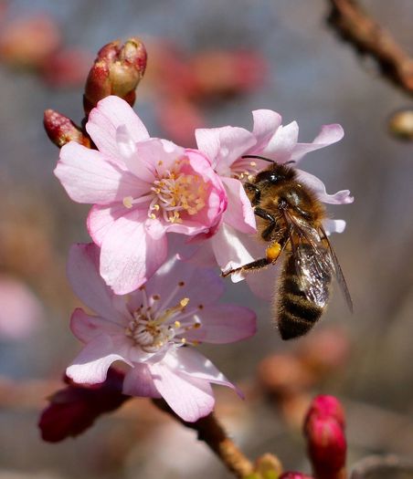 Mit der Obstbaumblüte herrscht bei den Honigbienen Hochbetrieb.